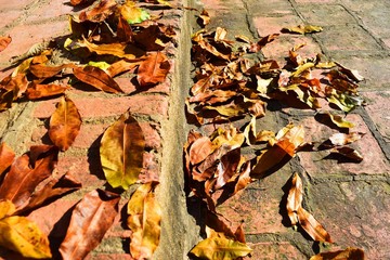 Red, yellow and orange autumn leaves fall background