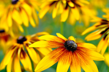 closeup of Rudbeckia Hirta