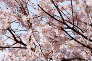 Sakura flower or cherry blossoms.