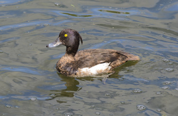 Утка хохлатая на воде