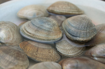あさり-Clams Shellfish