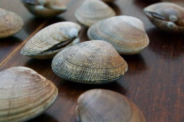 あさり-Clams Shellfish