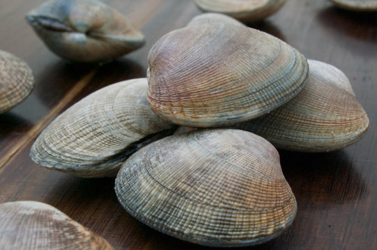 あさり-Clams Shellfish