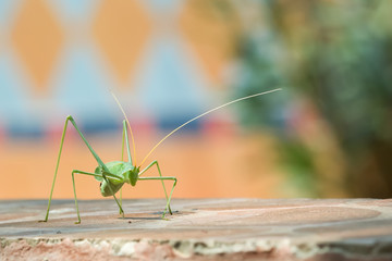 Katydid against a colorful background.