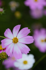 Fototapeta premium コスモスの花