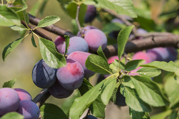 Plum tree with juicy fruits on sunset light