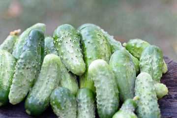 Organic cucumbers