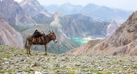 Fototapeten Esel Cargo donkey in mountain area Pack animal carrying sheep decorated with traditional harness and other gear for transportation of load on wild deserted mountain area blue lake perspective  © alexbrylovhk