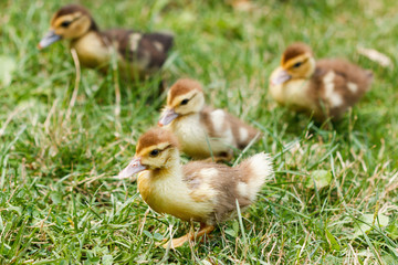 Little cute ducklings on green grass, outdoors