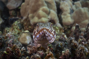 Variegated lizardfish, Riff-Eidechsenfisch (Synodus variegatus)