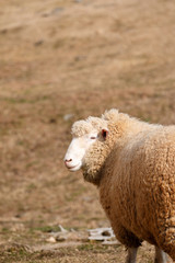 羊のポートレート