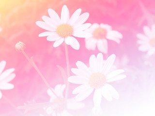 Sweet color flower for background design soft and blur style