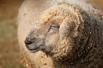 羊のポートレート