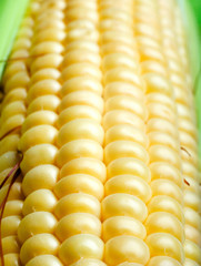  corn cob close up