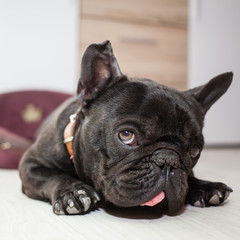 tired french bulldog