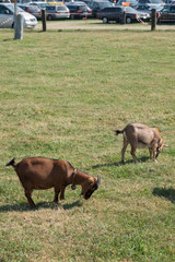 Zwergziege mit Autoparkplatz