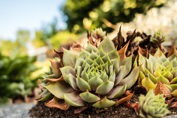 Steingartenpflanze 01