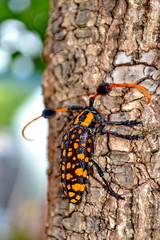 four-banded longhorn beetle, leptura quadrifasciata  