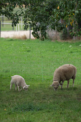 Weisses Lamm und Beiges Schaf am Grasen