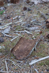 Halbrundes stück Rinde vom baum am Boden