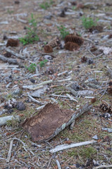 Halbrundes stück Rinde vom baum am Boden