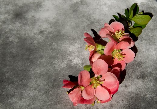 Fototapeta Condolence card with flowers - with deepest sympathy
