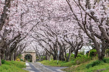 Photo sur Plexiglas Fleur de cerisier 桜のアーチ＠佐賀県武雄市