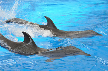 two bottlenose dolphins in blue water