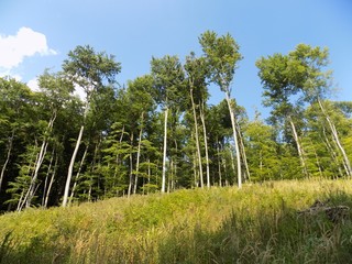 Obraz premium Meadow, deciduous forest and sky