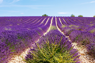Blooming lavender fields near Valensole in Provence, France.