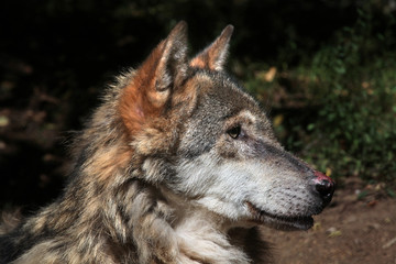 Fototapeta premium Eurasian wolf (Canis lupus lupus).