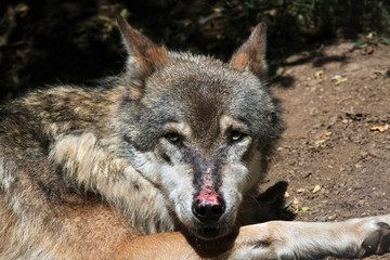 Eurasian wolf (Canis lupus lupus).