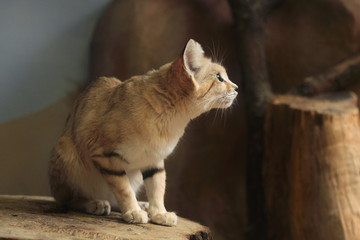 Sand cat (Felis margarita). © Vladimir Wrangel