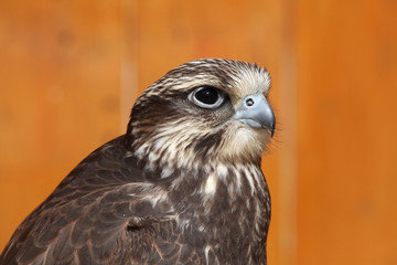 Saker falcon (Falco cherrug).