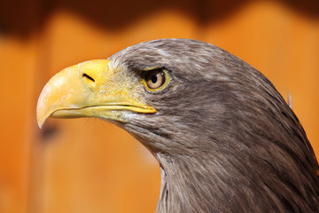 White-tailed eagle (Haliaeetus albicilla).