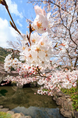 桜の花
