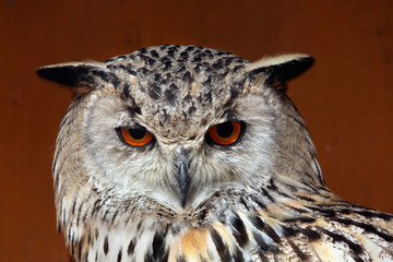 Western Siberian eagle-owl (Bubo bubo sibiricus).