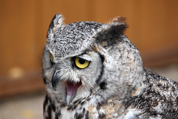 Great horned owl (Bubo virginianus).