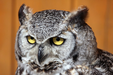 Great horned owl (Bubo virginianus).