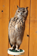 Indian eagle-owl (Bubo bengalensis).