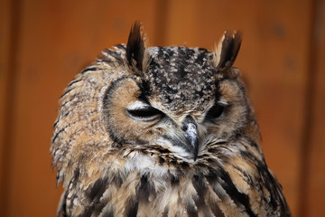 Indian eagle-owl (Bubo bengalensis).