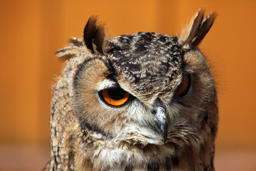 Indian eagle-owl (Bubo bengalensis).