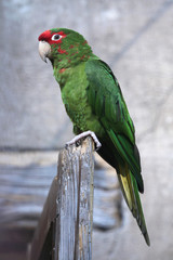 Mitred parakeet (Psittacara mitrata).