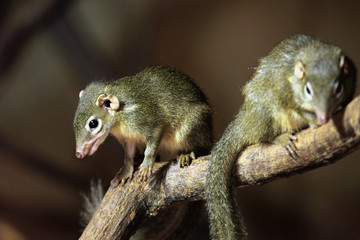 Northern treeshrew (Tupaia belangeri).