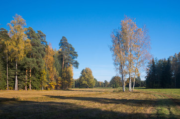 Bright autumn landscape with yellow trees

