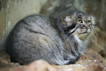 Pallas's cat (Otocolobus manul), also known as the manul.