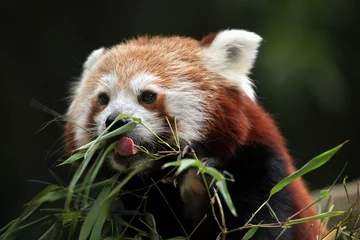 Crédence de cuisine en verre imprimé Panda Panda roux (Ailurus splendens).