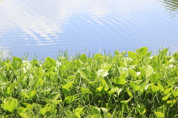 Water Hyacinth