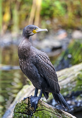 Great cormorant -  Phalacrocorax carbo