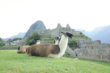Naklejka premium machu picchu